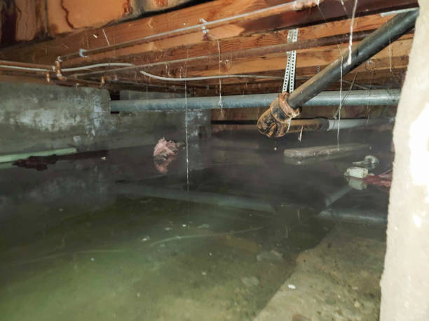 Best Commercial water damage restoration  in Morrice, MI