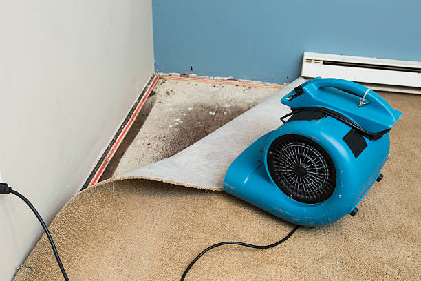 Best Carpet water damage restoration  in Morrice, MI